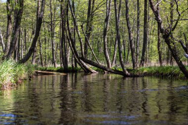 Yazın çadırlarla nehirde kano yapmak.
