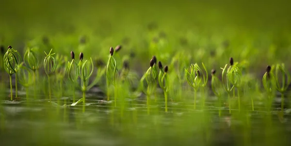 Pine, spruce, seedlings saplings — Stock Photo, Image