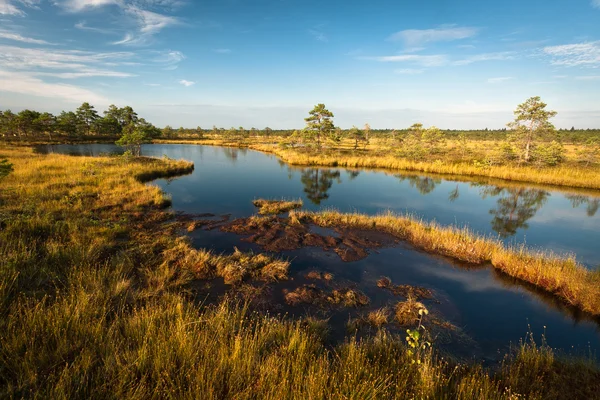 Bataklık görünümü