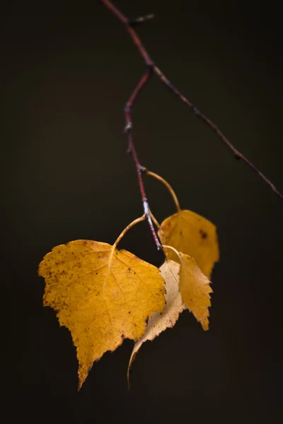 Sarı huş yaprakları — Stok fotoğraf