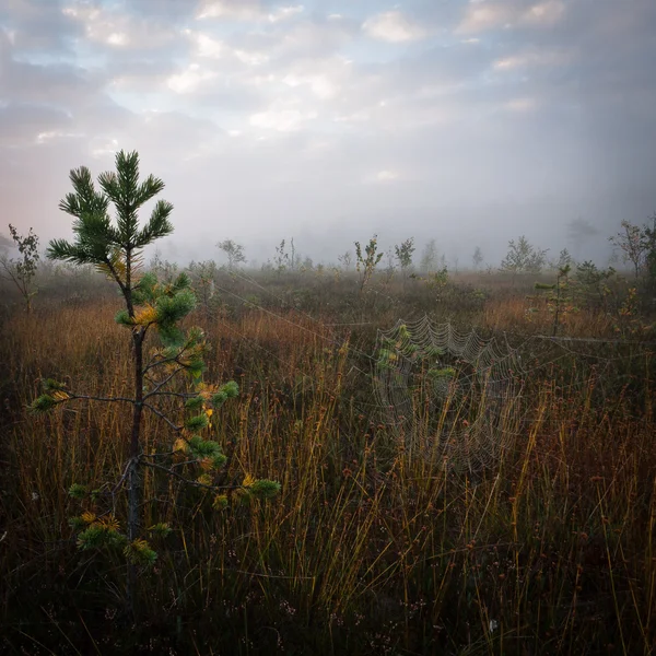 Vista del pantano — Foto de Stock