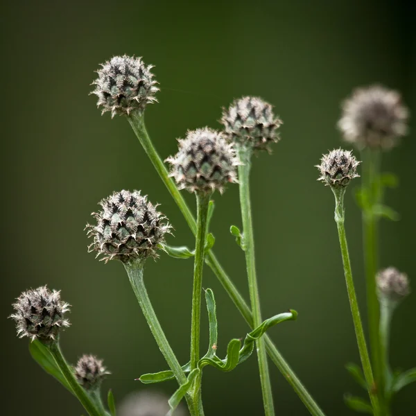 Fiori di prato Fotografia Stock