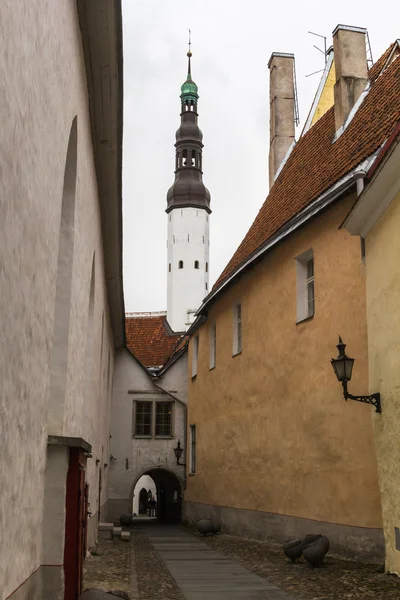 Tallin eski şehir — Stok fotoğraf