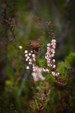 Yeşil ağaçtaki beyaz çiçekler