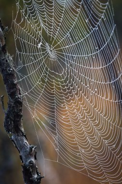 Asılı spiderweb