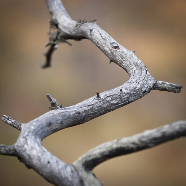 Les Branches Des Arbres Secs Rapprochent — Photo