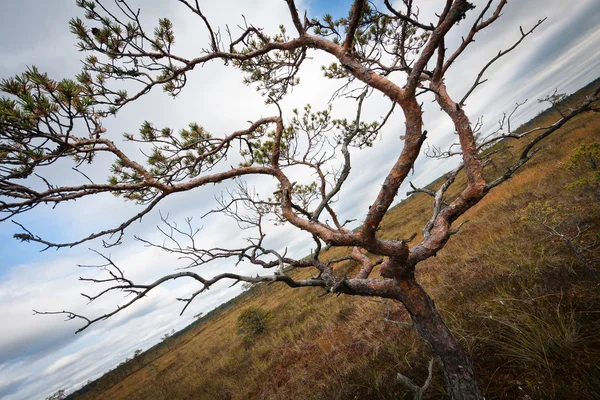 Сухое Одинокое Дерево Лугу — стоковое фото