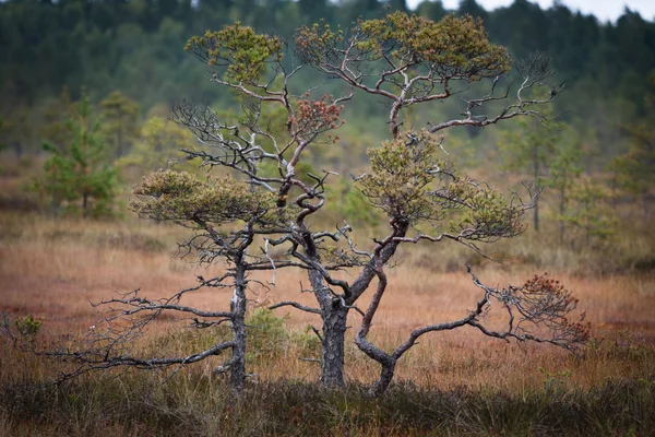 Agujas de pino de cerca — Foto de Stock