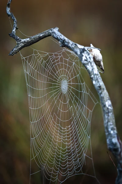 Păianjenul agățat — Fotografie, imagine de stoc