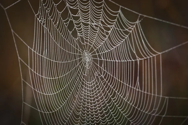 Asılı spiderweb