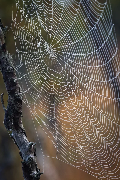 Das hängende Spinnennetz — Stockfoto