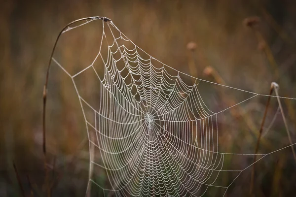 Păianjen Pădure Sălbatică — Fotografie, imagine de stoc