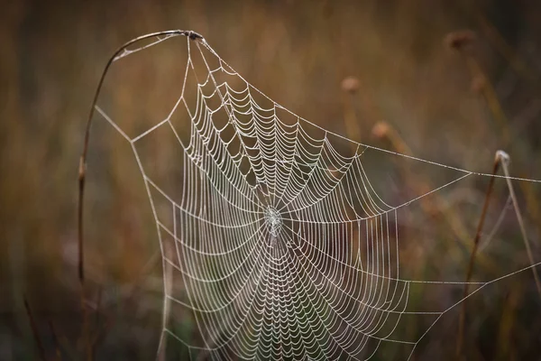 Toile Araignée Dans Forêt Sauvage — Photo