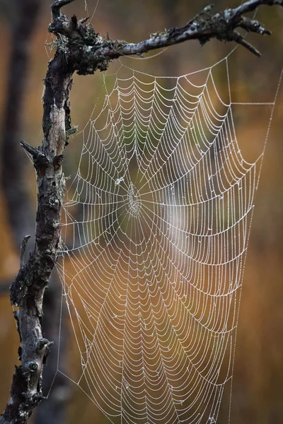 Toile Araignée Dans Forêt Sauvage — Photo