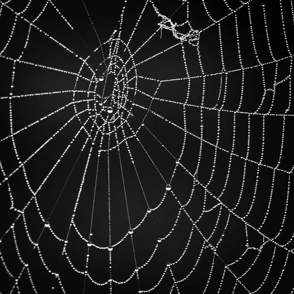 Spider web on dark background