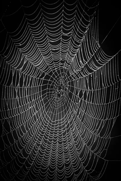 黑暗背景的蜘蛛网 — 图库照片