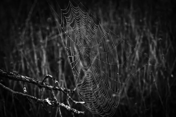 Toile Araignée Dans Forêt Sauvage — Photo