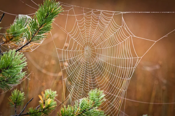 Toile Araignée Dans Forêt Sauvage — Photo