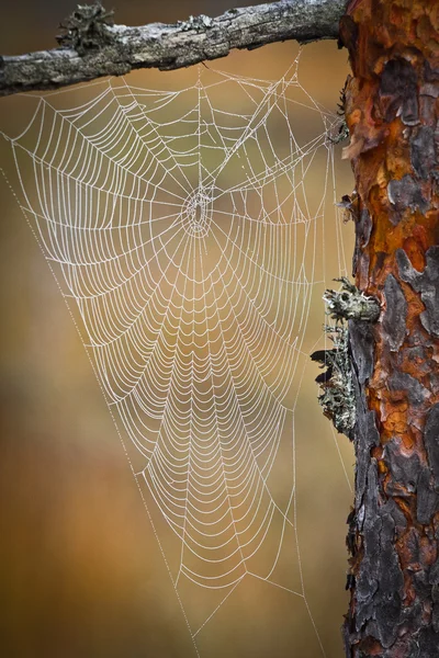 Toile Araignée Dans Forêt Sauvage — Photo