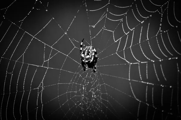野生森林中的蜘蛛网 — 图库照片