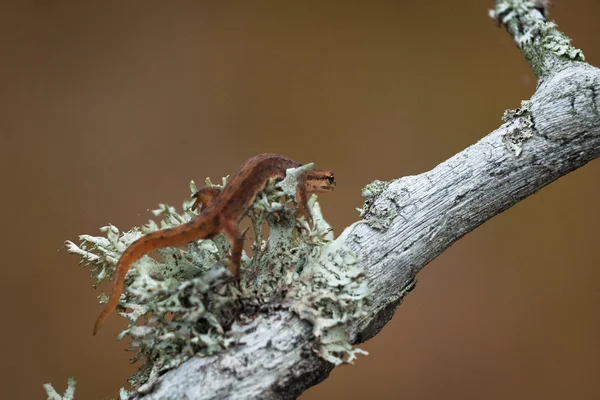 森の中の木の枝のトカゲ — ストック写真