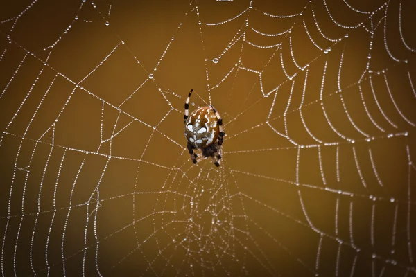 Toile Araignée Dans Forêt Sauvage — Photo