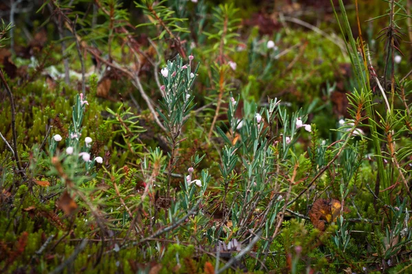 Piante Colorate Nella Foresta Selvatica — Foto Stock