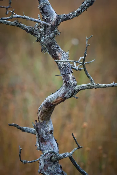 森の枯木の枝 — ストック写真