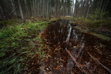 Vahşi, gizemli ormandaki nehir