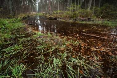 Vahşi, gizemli ormandaki nehir
