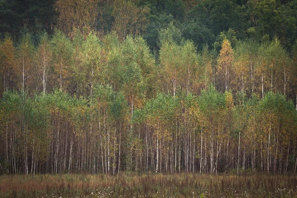 Hermoso Bosque Con Árboles Altos —  Fotos de Stock