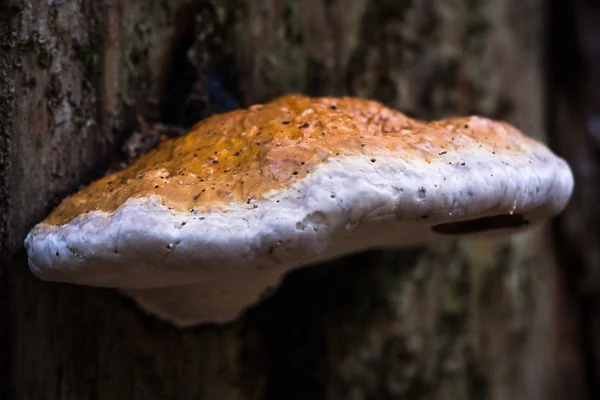 Mushroom Tree Wild Forest — Stock Photo, Image