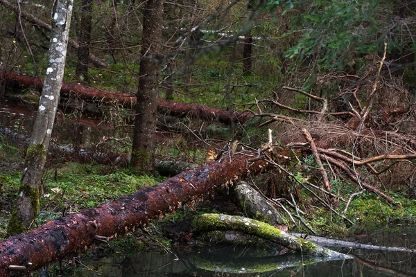 Divoký Tajemný Les Lotyšsku — Stock fotografie