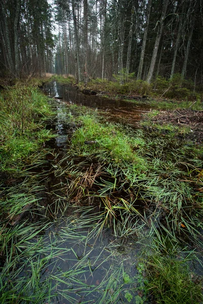 Río Bosque Salvaje Misterioso — Foto de Stock