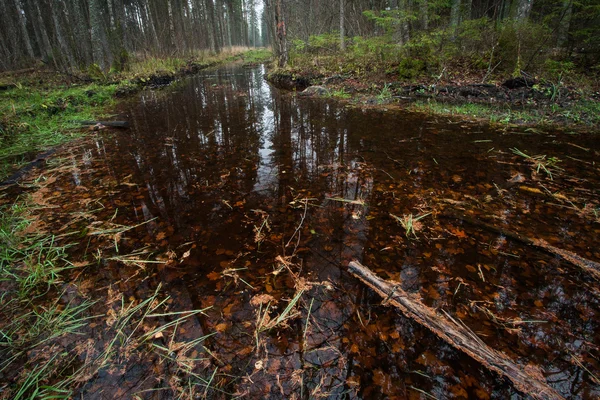 Река Диком Лесу — стоковое фото