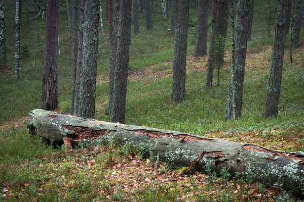 Wild Mysterious Forest Latvia — Stock Photo, Image