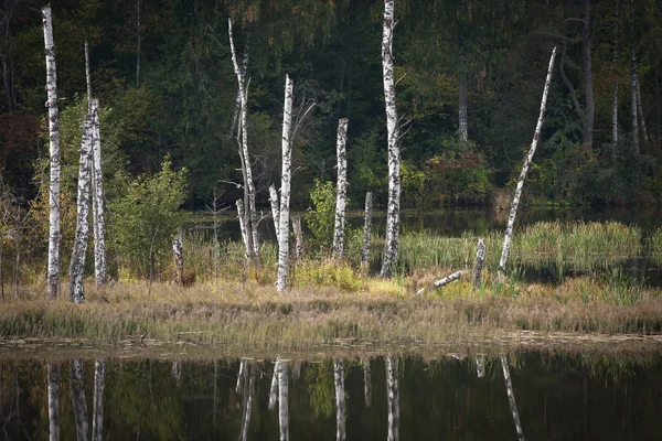 River Wild Mysterious Forest — Stock Photo, Image