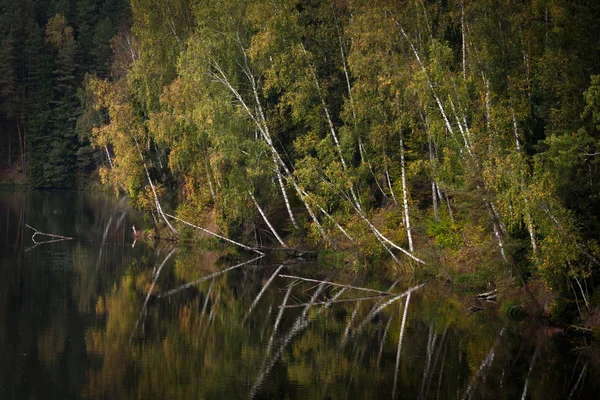 Flod Vild Mystisk Skog — Stockfoto