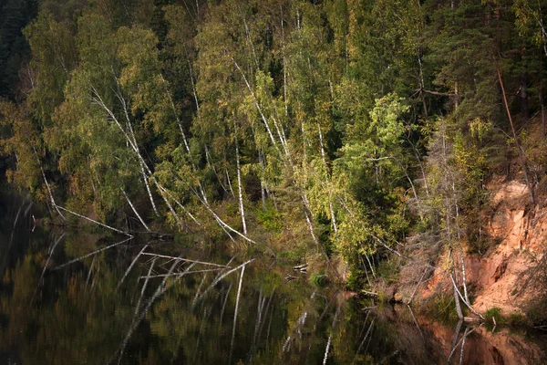 Río Bosque Salvaje Misterioso —  Fotos de Stock