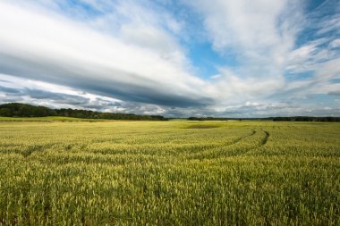 Letonya 'daki güzel çayır manzarası