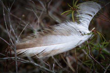 Vahşi ormandaki tüyler kapanıyor