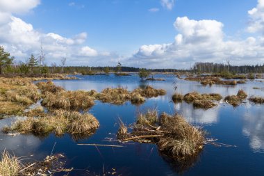 Bahar zaman Gölü bataklık