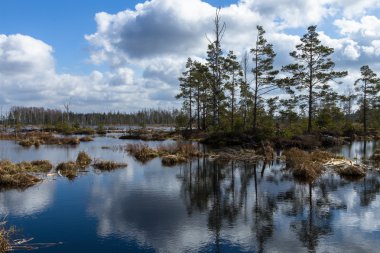 Bahar zaman Gölü bataklık