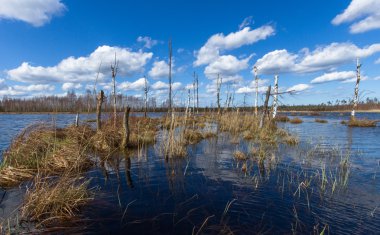 Bahar gölde bataklık