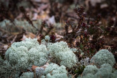 Vahşi ormanda farklı bitkiler var.