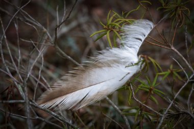 Vahşi ormandaki tüyler kapanıyor