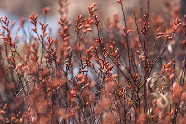 Tall Orange Grass Nature — 스톡 사진