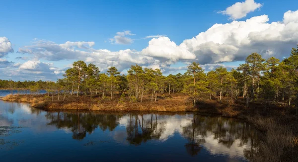 Swamp lake at springtime — Stock Photo, Image