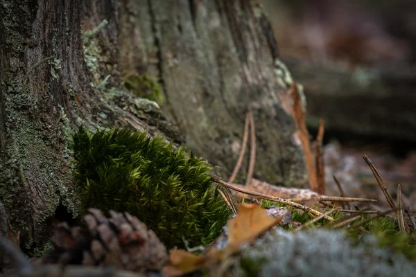 Diverse Piante Terra Nella Foresta Selvaggia — Foto Stock