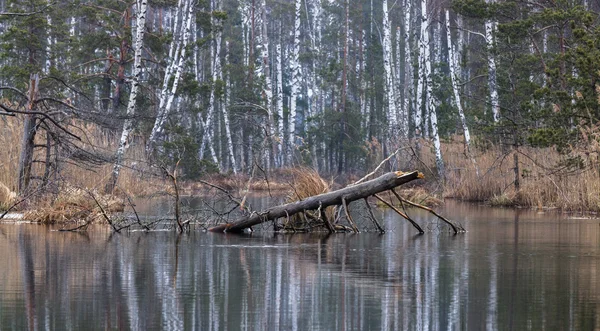 Lac marécageux au printemps — Photo